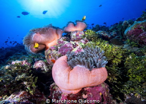 The pink anemones
Nikon d800E , 17-35mm Nikon
Two strobo by Marchione Giacomo 